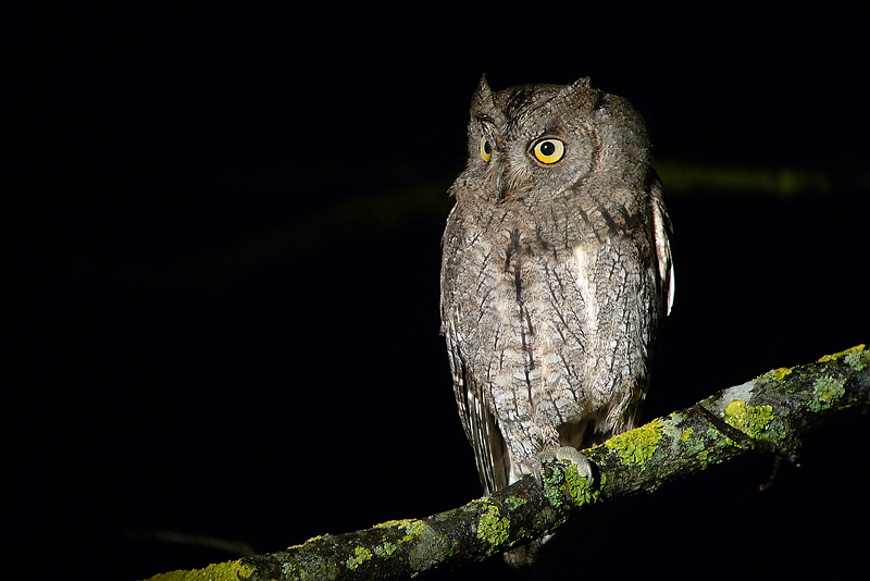 Assiolo in Digiscoping
